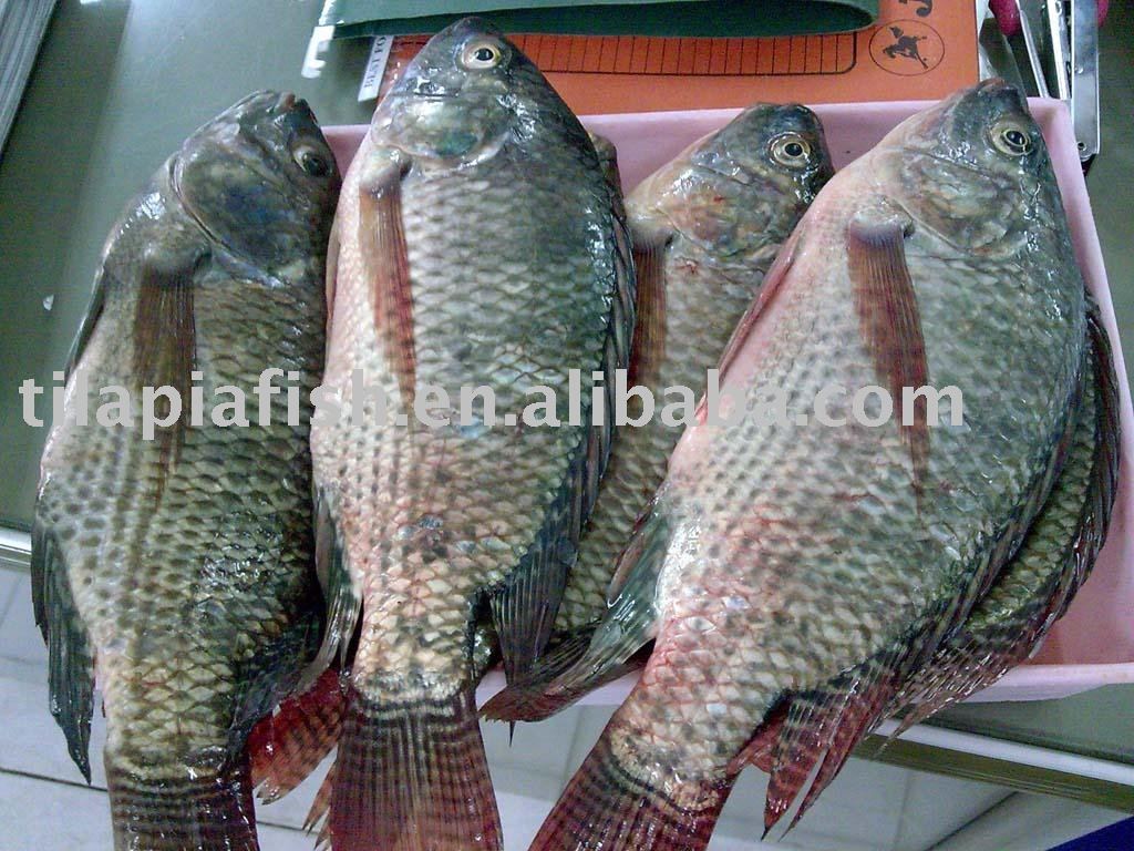 Fresh Frozen Tilapia Products China Fresh Frozen Tilapia Supplier