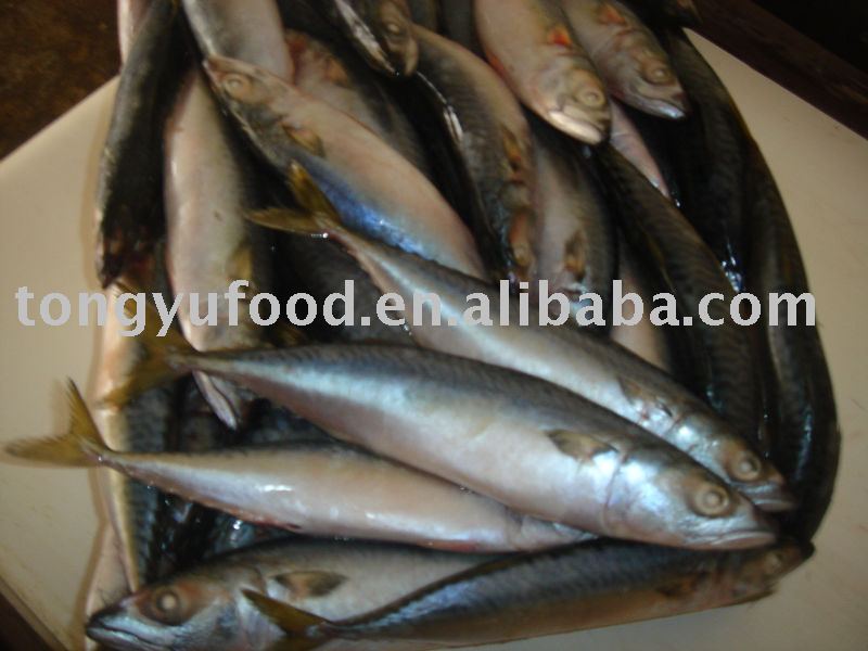 Mackerel African colias Gmelin) fish products,Russian