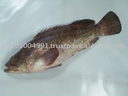 Blackspot Snapper