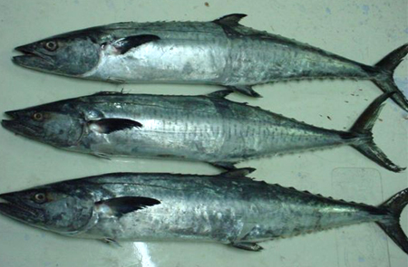 king fish productsindia king fish supplier king fish 450x295