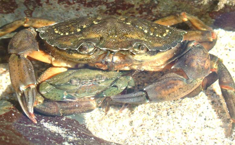 River Crab