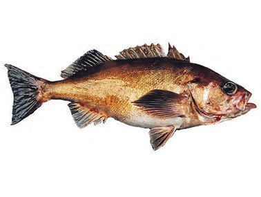 Red Stripe Rockfish