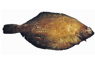 Dover Fish