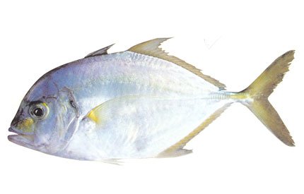 Carangoides Malabaricus