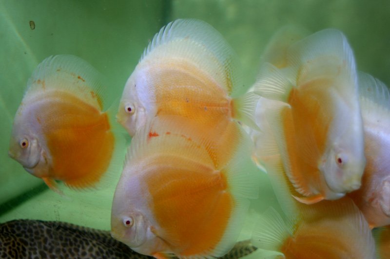 Crystal Yellow Discus