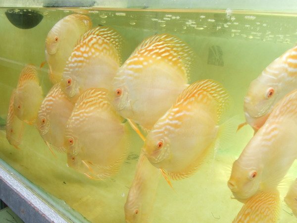 Crystal Yellow Discus
