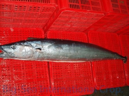 another name for wahoo fish another name for wahoo fish