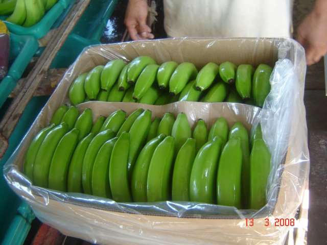 Packaged Banana