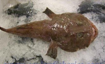 Atlantic Monkfish