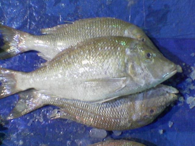 Nagroor Fish