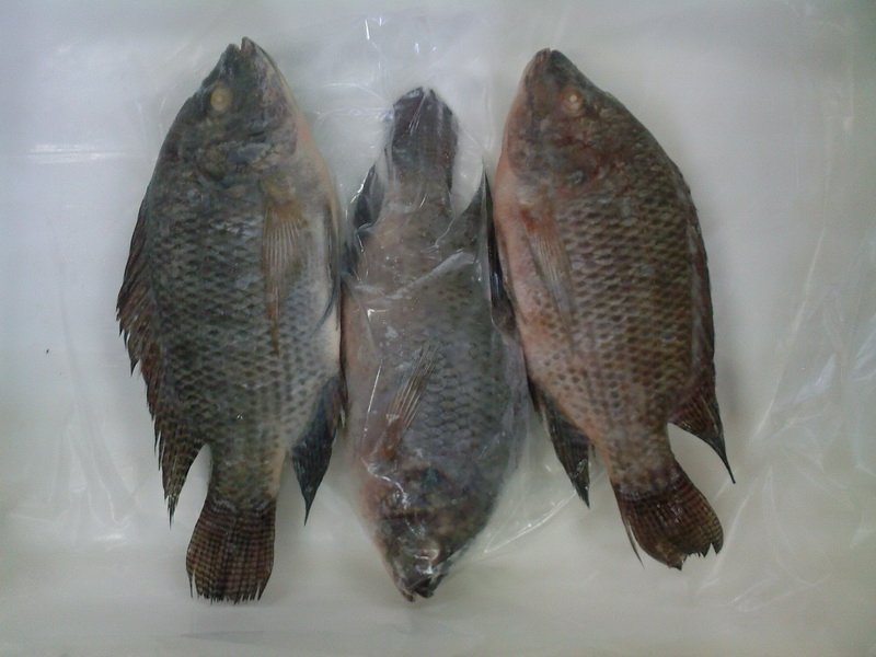 nile tilapia as an additive ingredient Feed additives in tilapia diets effect of using probiotic as growth promoters in commercial diets for monosex nile tilapia (orechromis niloticus) fingerlings. nile tilapia as an additive ingredient Feed additives in tilapia diets effect of using probiotic as growth promoters in commercial diets for monosex nile tilapia (orechromis niloticus) fingerlings.