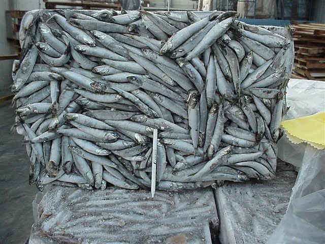 Anchovy