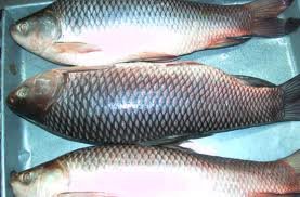 Indian Rohu Fish
