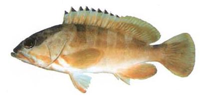 Blacktip Sea Catfish