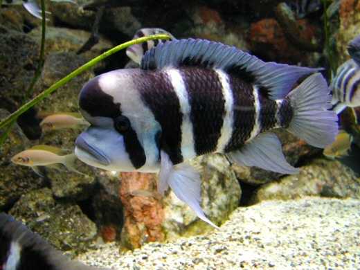 Tanganyika+cichlids+for+sale