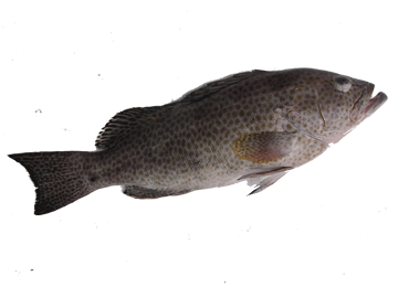 salmon grouper fish