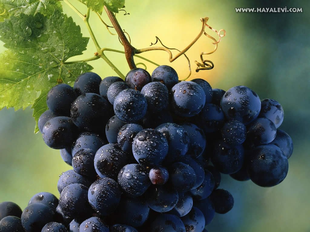 Black Grapes Photo