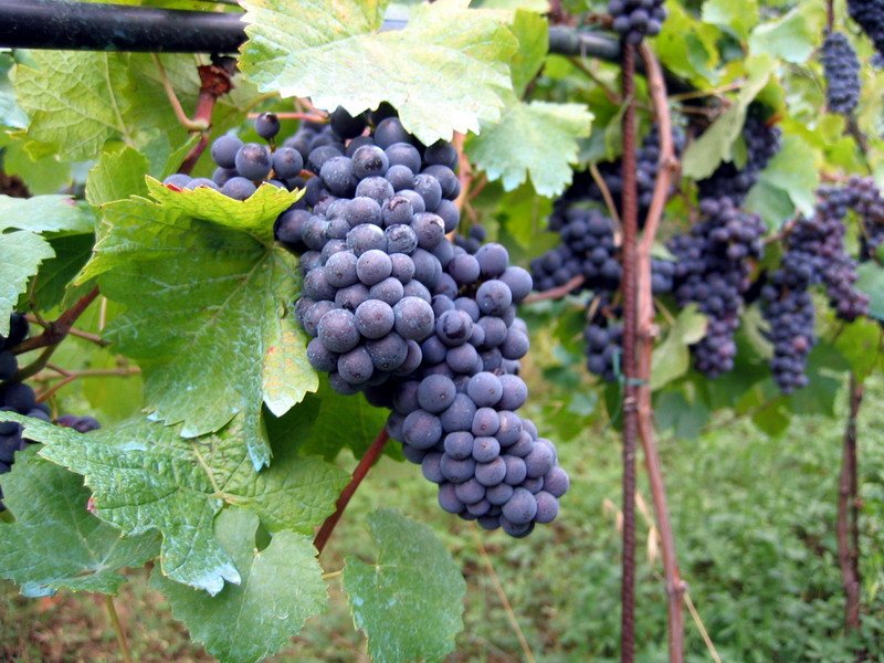 Vines Grapes