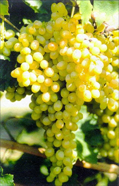 Sultana Grape