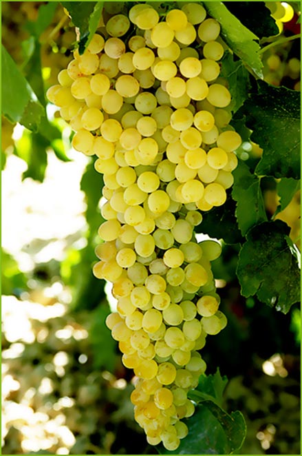 Sultana Grape