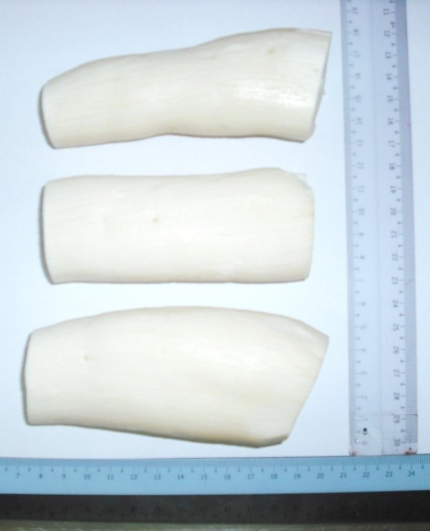 Cassava Manioc