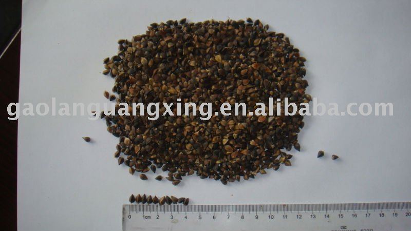 buckwheat