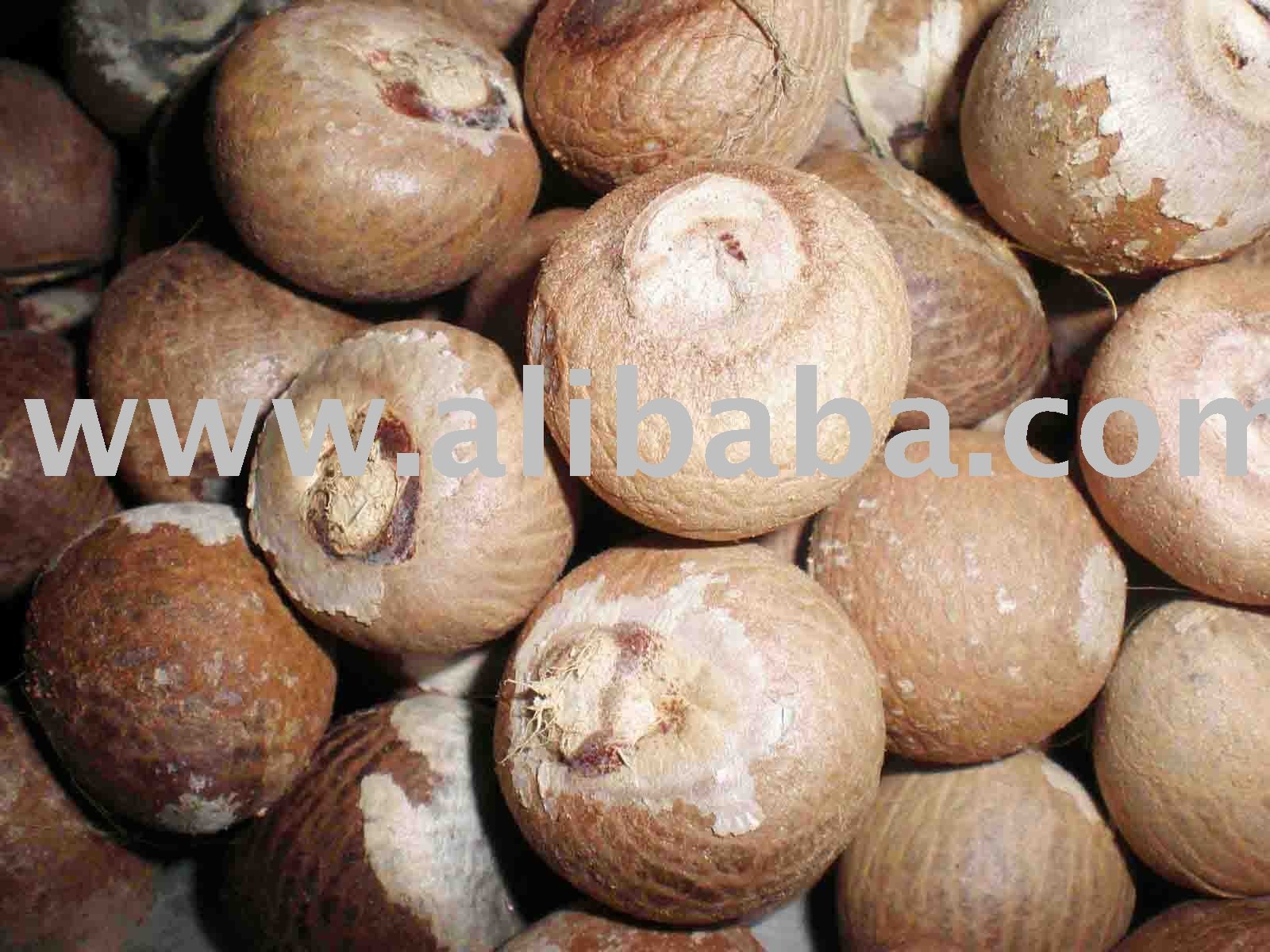 Betel Nuts,Dry Betal Nuts,Jumbo Betel Nut
