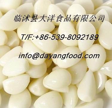 Pickled Garlic Cloves In Brine Fresh Garlic Cloves China Dayang Food