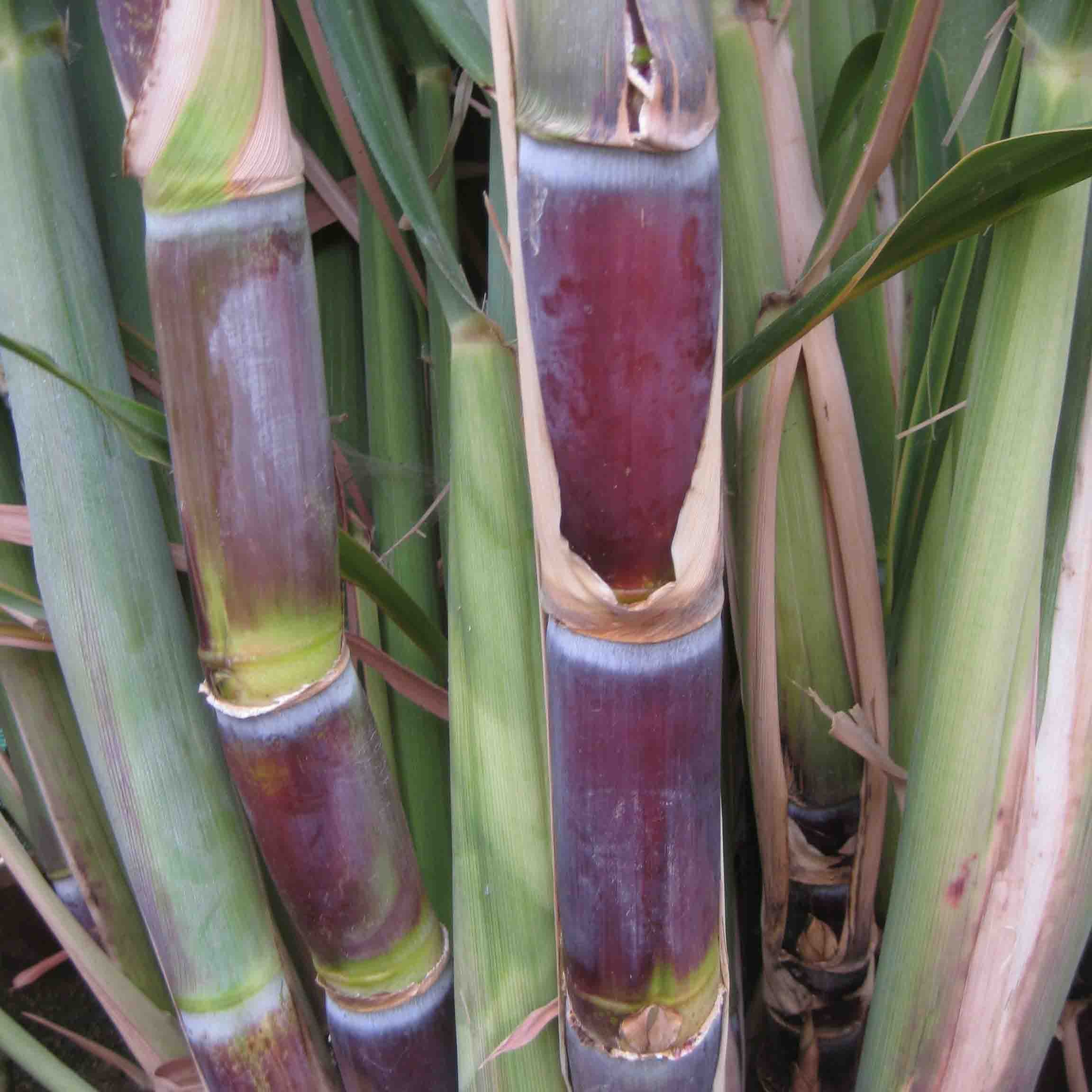 Sugar cane plantation for sale products,Cameroon Sugar cane plantation