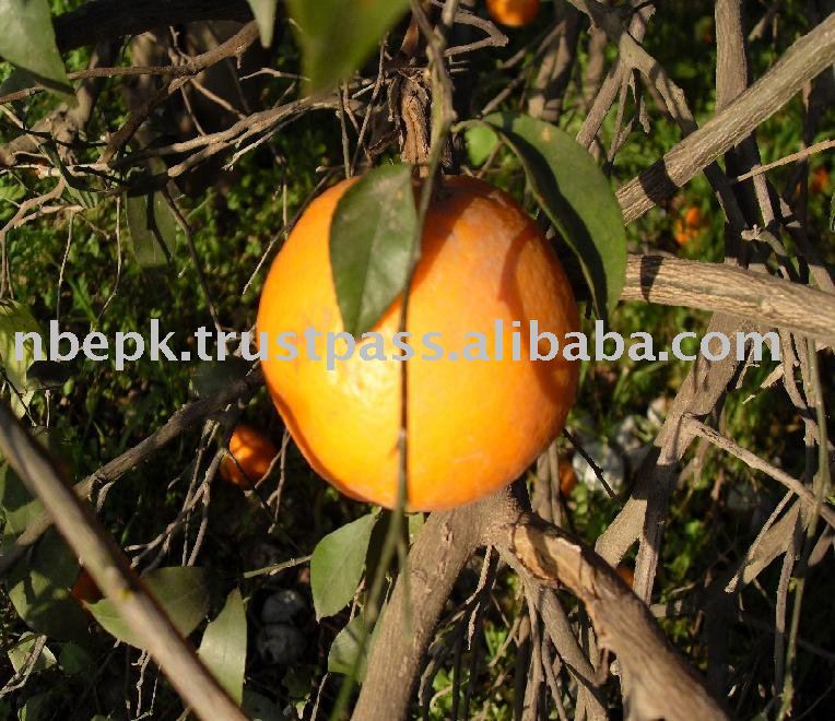 citrus-fruit-from-sargodha-pakistan-the-ultimate-natural-product