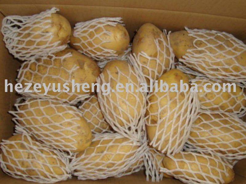 Potato Cold Storage, India Potato Cold Storage Suppliers