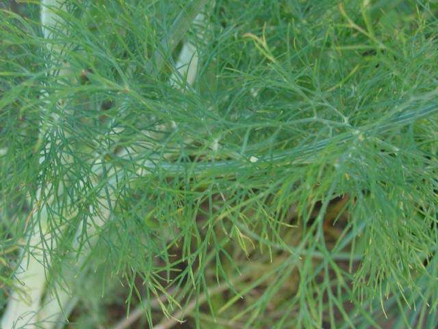 dill weed dried