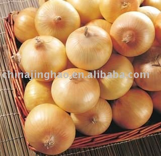 Yellow Chinese Vegetable