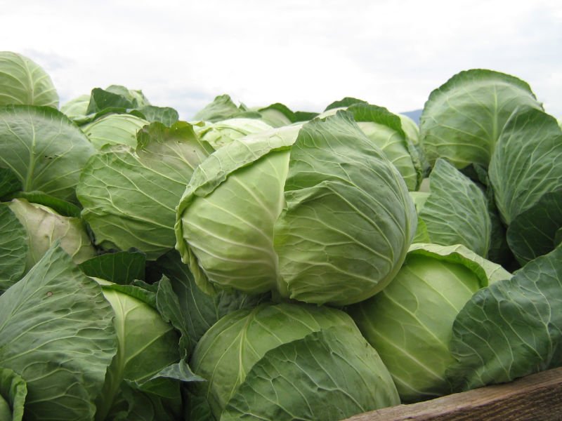 cabbage