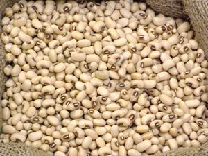 vigna cowpea kinds peas unguiculata bean crop pea pakistan profile sinensis cow soybean kidney mung green red eyed walp
