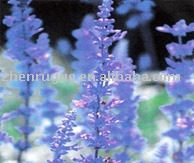 salvia powder