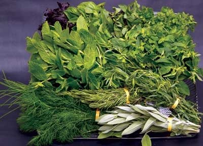 Herbal Supplier on Fresh Herbs Products South Africa Fresh Herbs Supplier