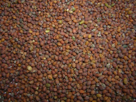 Indian Mustard Seeds