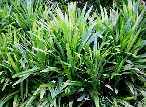 Pandanus Leaf