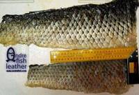 Carp Skin