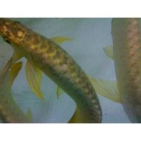 24k gold arowana products,Malaysia 24k gold arowana supplier