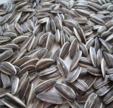 black striped edible sunflower seeds in shell products black striped edible sunflower seeds in shell products