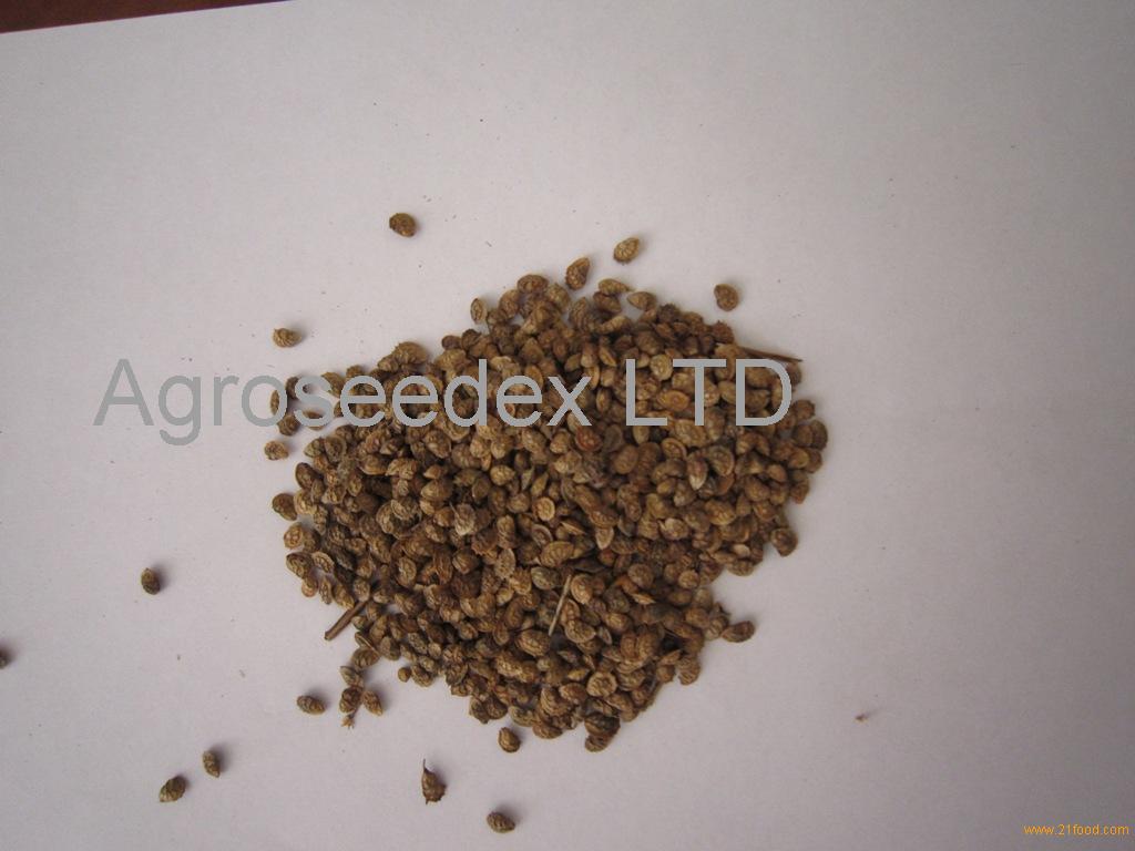 Sainfoin Seed