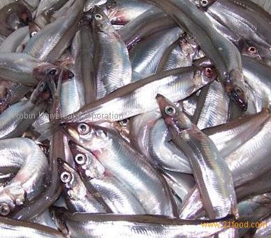 female capelin