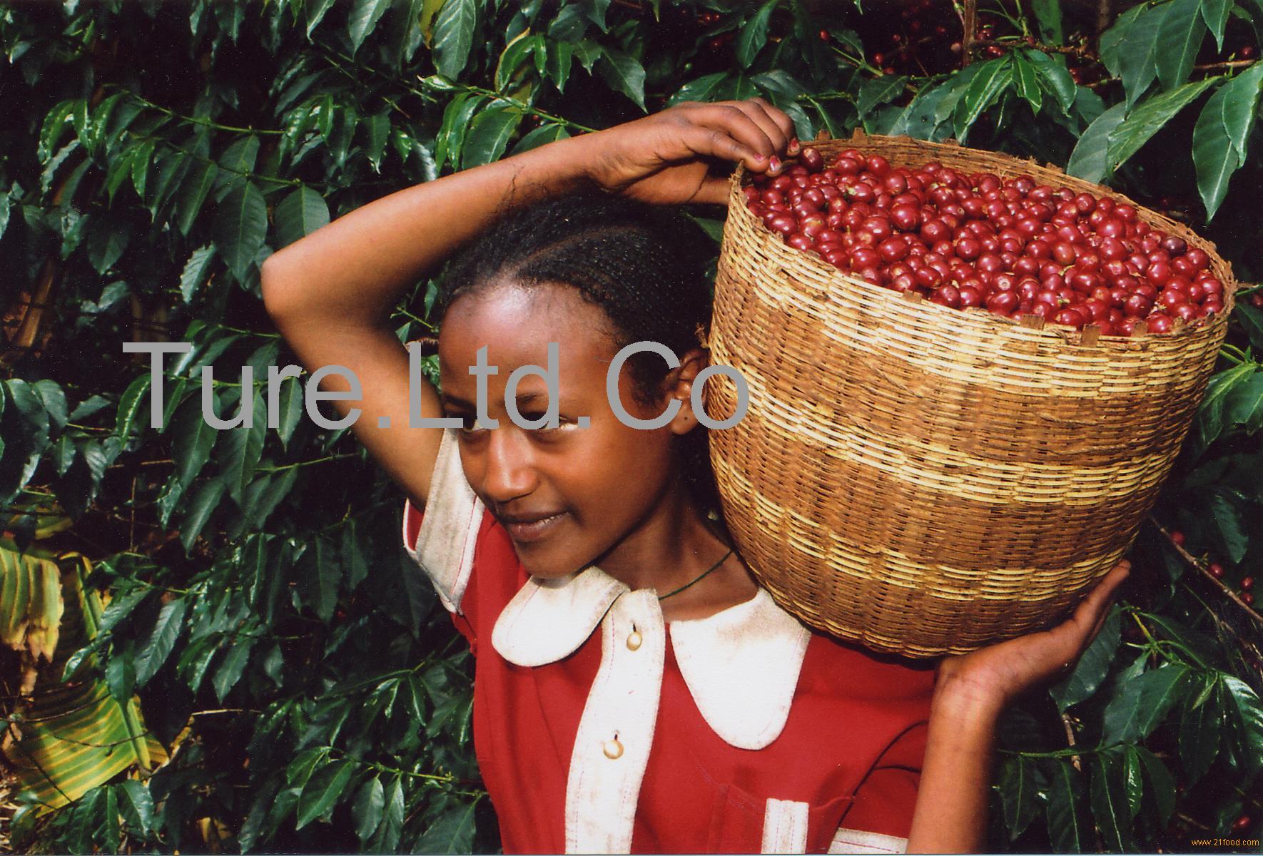 COFFEE products,Ethiopia COFFEE supplier