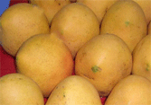 Fresh Mango