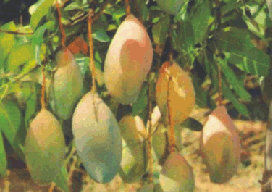 MangoConcentrateimg