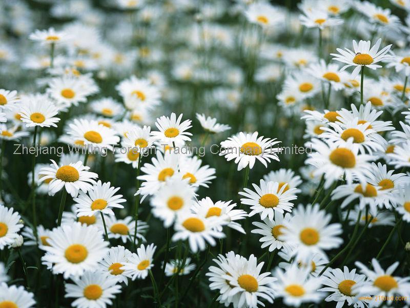 Chamomile Extract