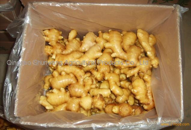 Product Name chinese fresh mature big ginger Product Origin qingdao