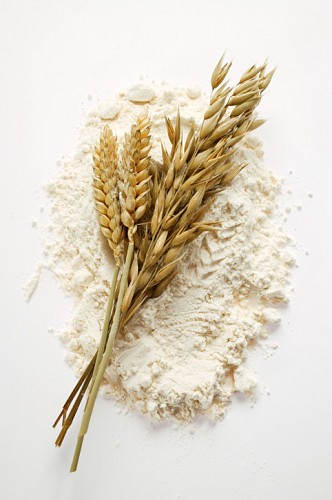 wheat flour